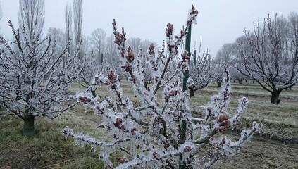 Fruit trees with ice-covered buds, modern frost protection techniques in orchards