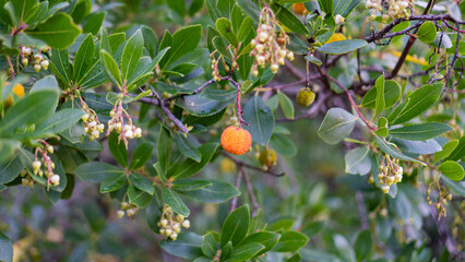 Strawberry tree fruit and flowers on green leaves branch in natural light