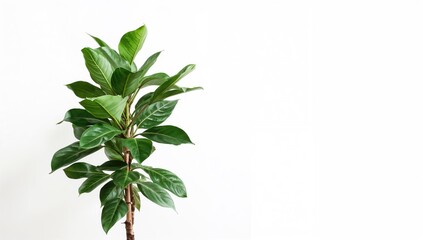 Ficus lyrata houseplant, fiddle leaf fig adds a touch of greenery to interior decor, ideal for enhancing home aesthetics