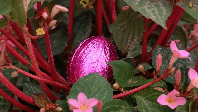 A bright pink foil egg blends into the vibrant red-pink stems of a begonia plant, ideal for an Easter Egg hunt.