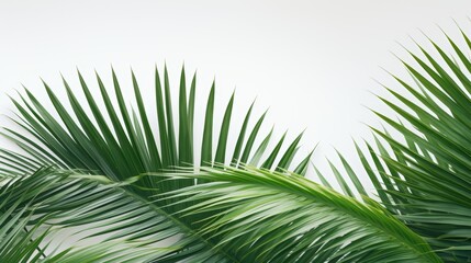 Obraz premium Lush green palm leaves against a light background, creating a tropical and refreshing atmosphere.