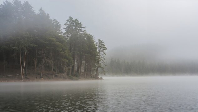 Foggy Trees Along the Lakeside
