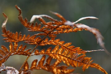 Dry fern leaves in autumn.