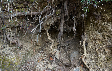 Tree roots exposed in eroded soil showing natural structure and texture