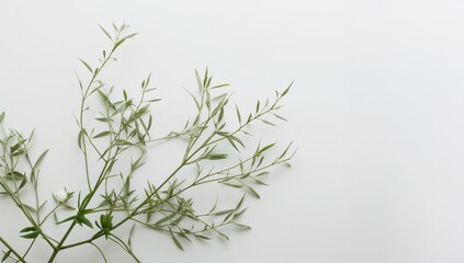 Minimalist green plant with arms, promoting a sense of calm and tranquility