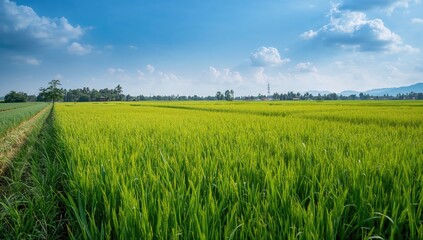 Expansive green rice fields under a clear sky, symbolizing agricultural abundance and seasonal growth