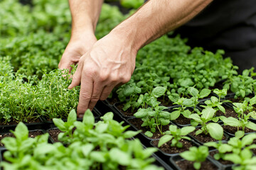 Generative AI image of a smiling person with plants in pots at home window, symbolizing eco lifestyle