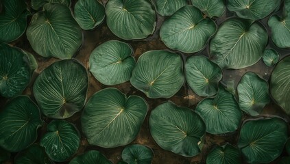Green Leaves [Alocasia cucullata] design on a surface, suitable for editorial header background