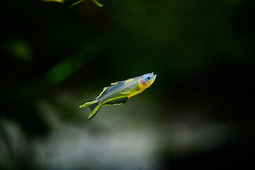 Closeup on a beautiful tropical fish in the aquarium