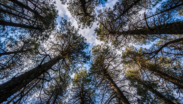 Looking up through a thick pine tree canopy reveals glimpses of blue sky and clouds, seasonal change - Powered by Adobe