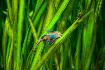 Closeup on a beautiful tropical fish in the aquarium