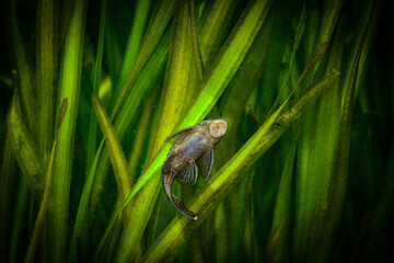 Closeup on a beautiful tropical fish in the aquarium