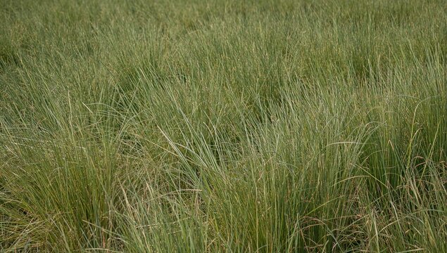 A lush field abundant with growing hay and diverse plants, showcasing summer's vibrant greenery and natural growth