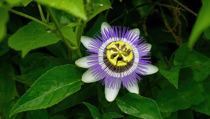 Blooming purple and white passionflower vine (Passiflora Incarnata) in peak flowering stage