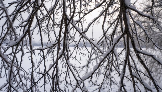 Dry branches in the snow, creating a serene winter texture for backgrounds