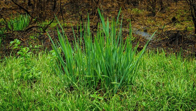 Green reeds thriving post-fire, showcasing resilience in the landscape, preservation