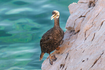 Cormorant on rocky cliff by turquoise water