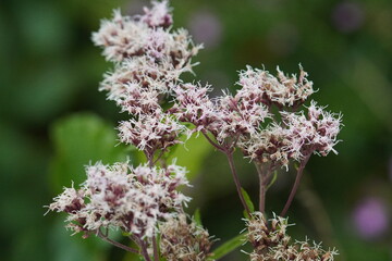 Delicate Wildflower Cluster in Soft Natural Light