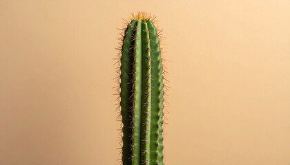 Minimalist cactus arrangement with flowering tall cactus and two round spiny cacti on white background for editorial botanical photography lifestyle decor and poetic resilience-themed visuals