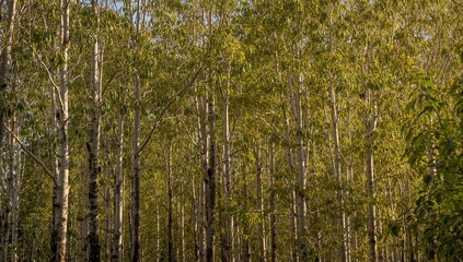 Obraz premium Eucalyptus trees in a lush forest, symbolizing seasonal change