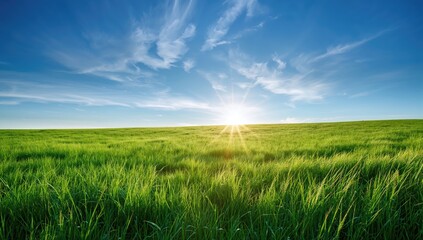 Beautiful morning green field under a blue sky, promoting tranquility