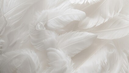 Obraz premium Close-up of neatly arranged white feathers, ideal for editorial header backgrounds, featuring a soft, minimalist aesthetic.