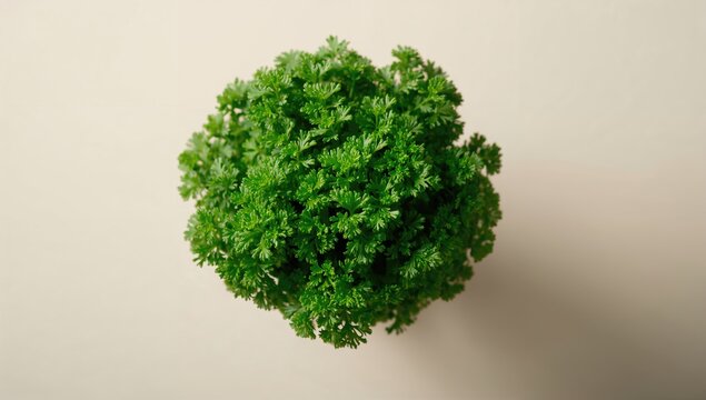 Observing the lush green leaves of the flat Italian parsley plant, ideal for culinary use