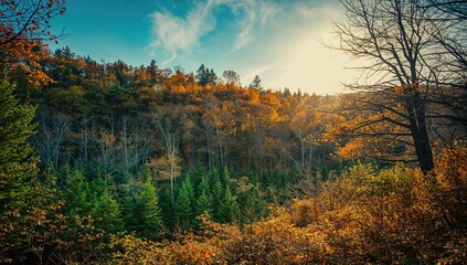 Fototapeta premium A vibrant forest illuminated by sunlight, showcasing the beauty of autumn foliage, seasonal change