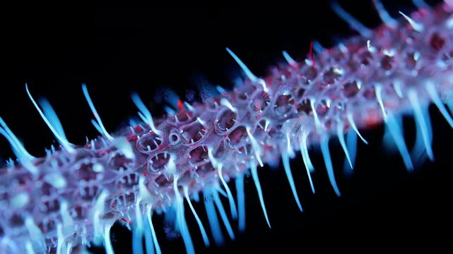 Colony of Bryozoa Electra pilosa under microscope, family Electridae. Under ultraviolet light. White Sea.