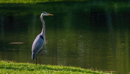 Fototapeta premium Great blue heron standing by a lake, showcasing urban wildlife presence