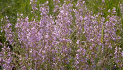 Obraz premium Small flowers of purple phlox subulata bloom in late spring and early summer, seasonal change