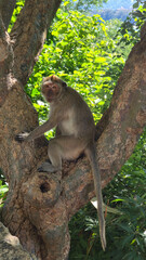 Monkey remains vigilant while resting among sunlit leaves Hua Hin Thailand