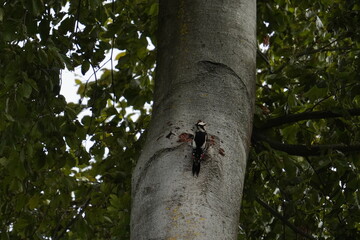 woodpecker on a tree