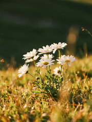 Bright Wildflowers in Warm Evening Light