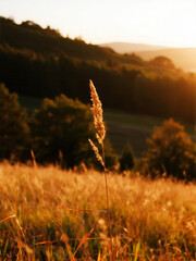 Tall Grass in Golden Sunset Glow