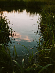 Fresh Grass Around Calm Puddle