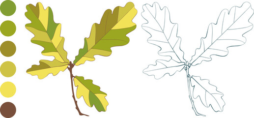 Set of hand-drawn green-yellow colored autumn oak leaves brunch isolated on white background. Flat and line styles vector illustrations.