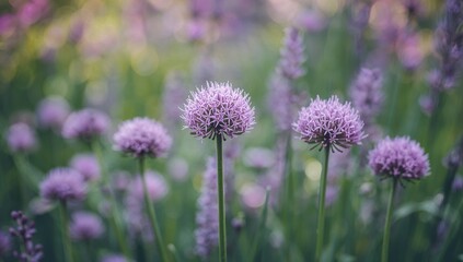 Obraz premium Chive herb flowers - Allium sphaerocephalon against a soft-focus backdrop, suitable for editorial header background