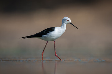 Obraz premium Black-winged stilt in profile crosses calm pool
