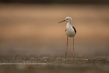 Black-winged stilt stands on mudflats turning head