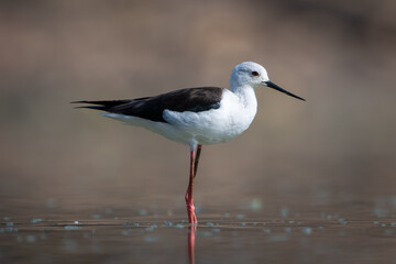 Black-winged stilt stands in profile in pool