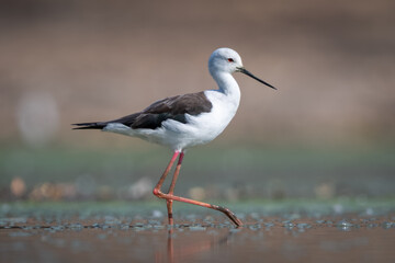 Black-winged stilt in sunshine crosses calm pond