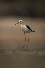 Black-winged stilt on sandbank with muddy legs