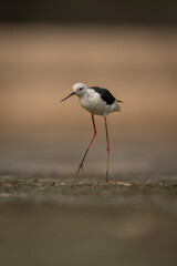 Black-winged stilt stands in riverbed lifting foot