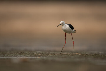 Black-winged stilt stands in riverbed hunching over