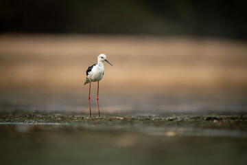 Black-winged stilt stands in riverbed at dawn