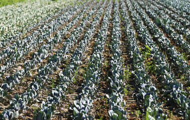 Cabbage in a field in agriculture