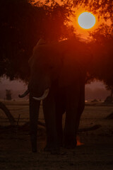 Close-up of African elephant standing at sunset