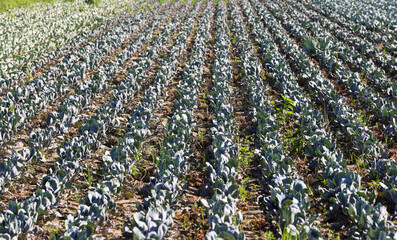Cabbage in a field in agriculture