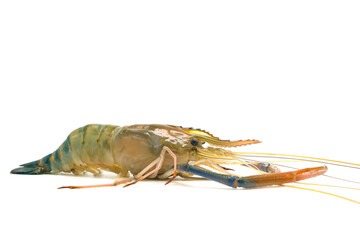 Fresh river prawns isolated on white background. Big freshwater prawns. River prawns for cooking.